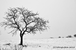 Baum im Winter - sw